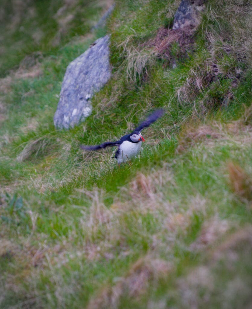 puffin runde