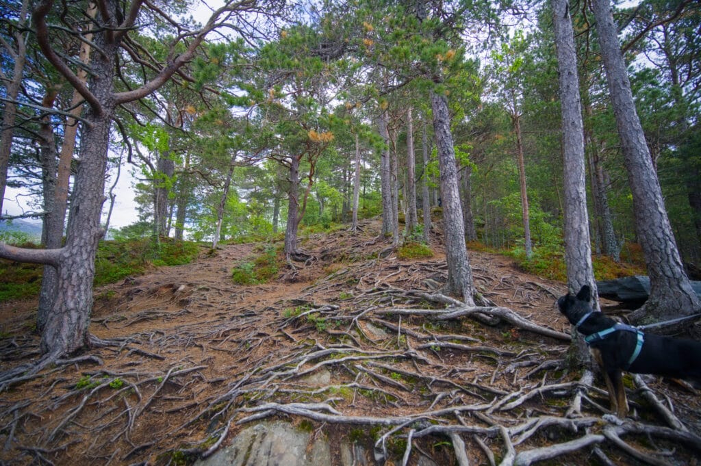 forêt sentier