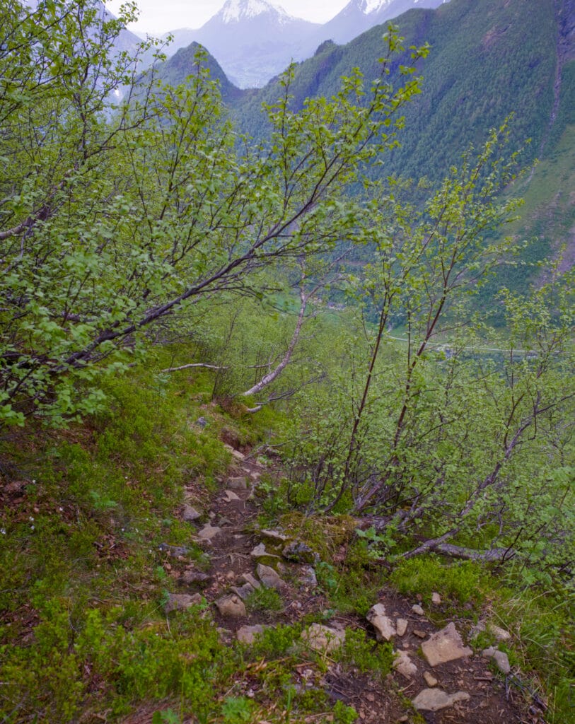 la descente d'Urkeegga dans la forêt