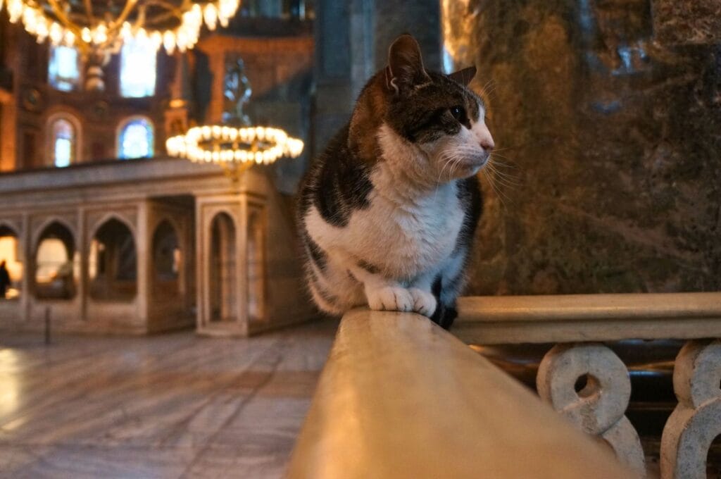 chat gris et blanc dans l'enceinte de Sainte-Sophie
