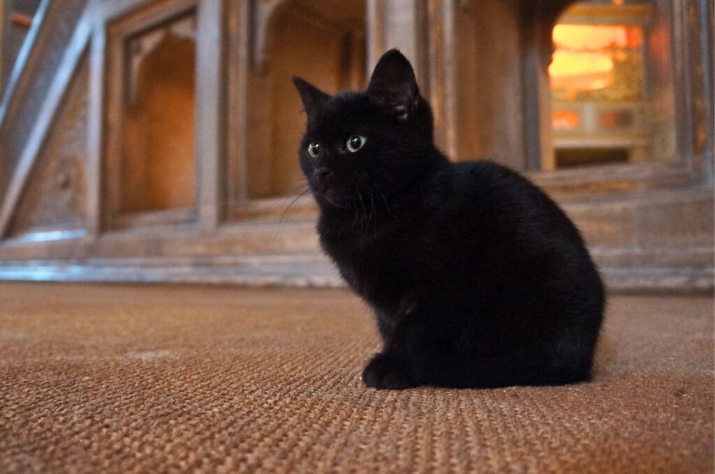 chat noir dans l'enceinte de Sainte-Sophie