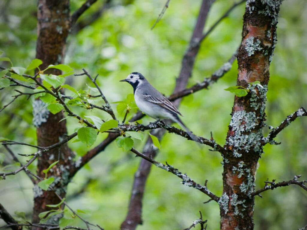 un oiseau en redescendant du Geitfonnegga