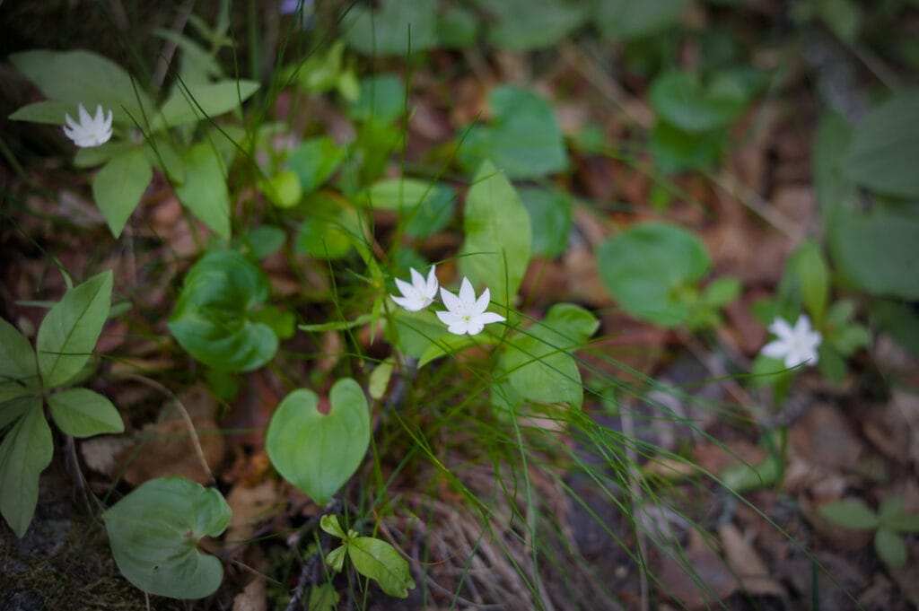 fleur en norvège