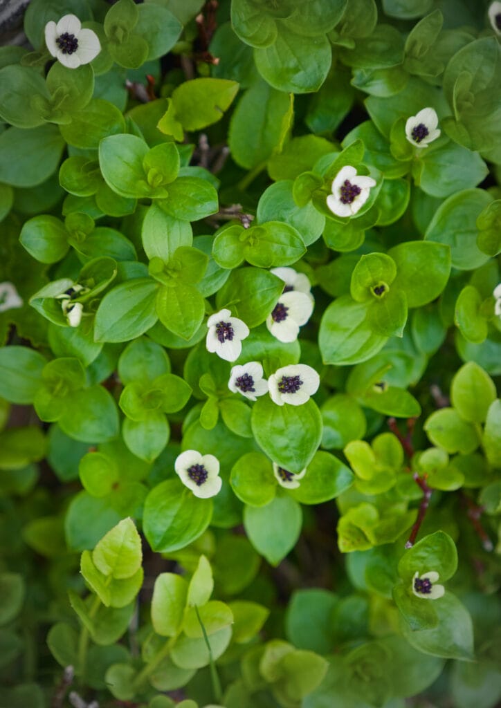fleurs en norvège
