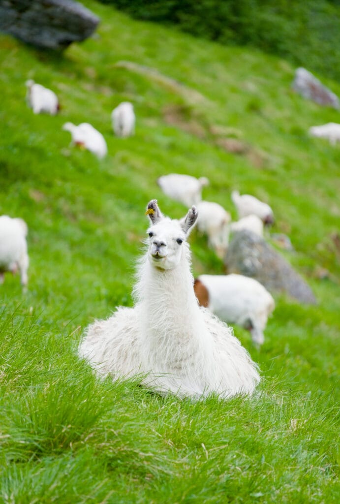 lama geiranger