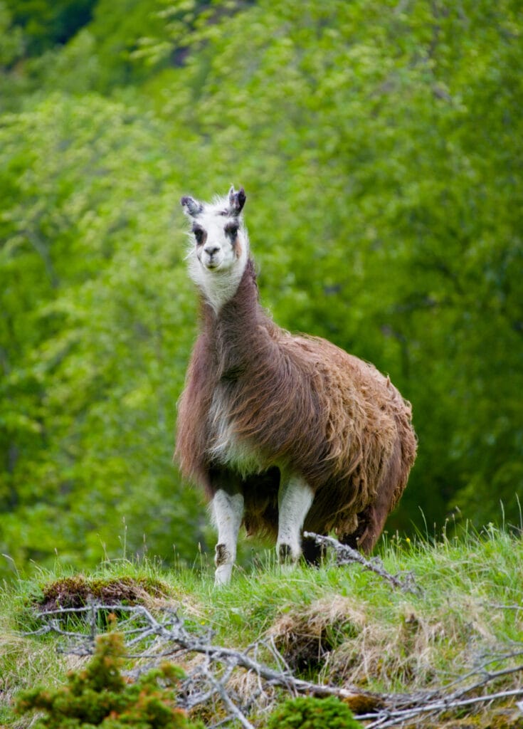 lama en norvège