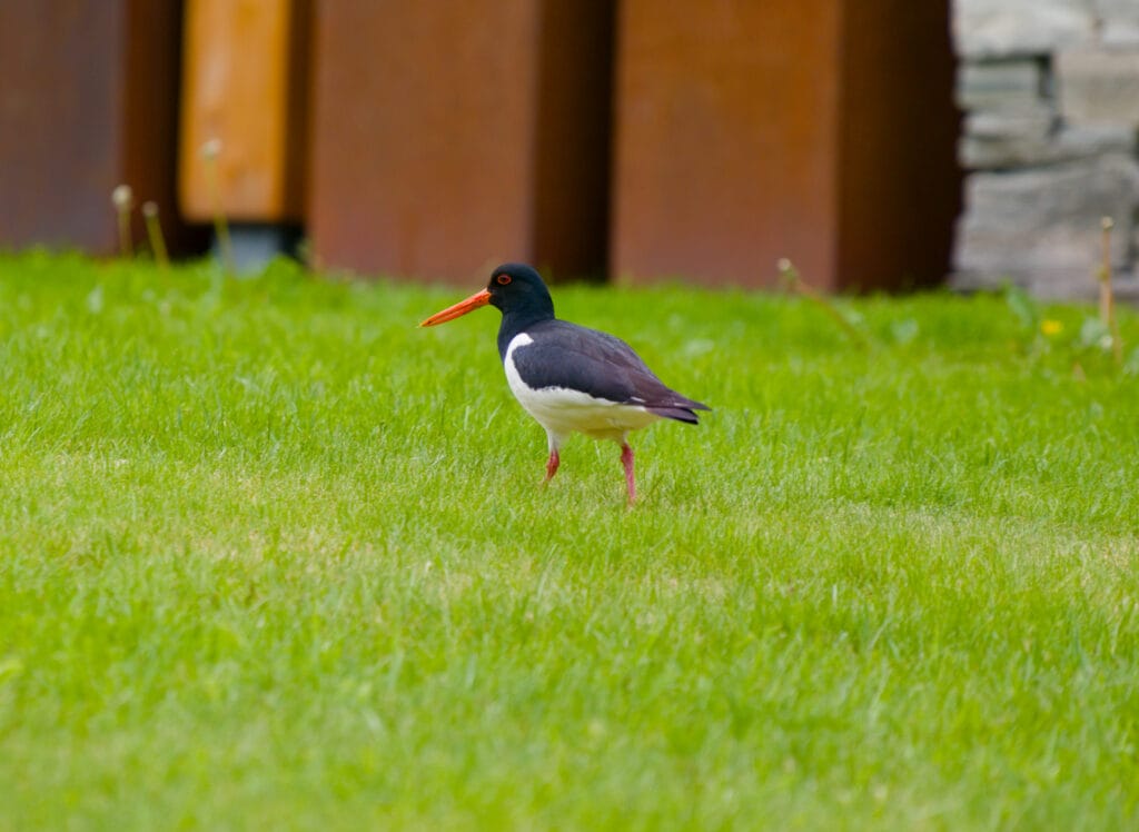 oiseau au bec orange